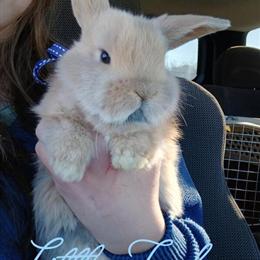 Holland Lops: Adorable Baby Rabbits Looking for a Loving Home in Winston-Salem, nc