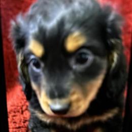 Miniature Dachshund Long Hair Available in Knoxville, tn