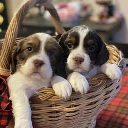 English Springer Spaniel Puppies Available in Newberry, mi