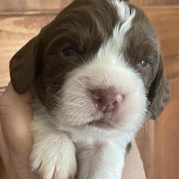English Springer Spaniel puppies from quality breeder in Newberry, mi