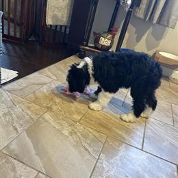 Sheepdoodle Male Puppy Available - Reduced Price in Sterling Heights, mi