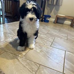 Male Sheepdoodle Puppy Reduced in Price in Sterling Heights, mi