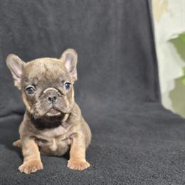 French Bulldog Puppies - Male and Female Available in Richmond, va