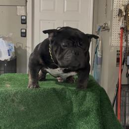 Male American Bully, 2 Years Old, Ready to Go in Bristol, ct