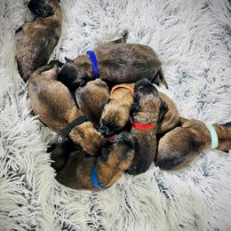 Malinois Puppies from Crosscountry Litter Available February 2026 in Vinita, ok