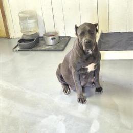 Cane Corso Female Puppy Available in July in Lenoir, nc