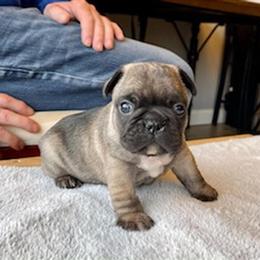 Stud Service: AKC French Bulldog Available in Versailles, ky