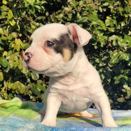 American Bully puppies available for loving homes in Brooksville, fl