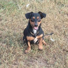 Dachshund Mix - 2 Years Old Male Looking for Forever Home in Brooksville, fl