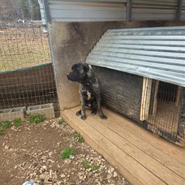 Cane Corso Male - 1 Year Old with Vaccinations and Papers in Campobello, sc