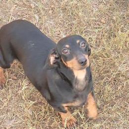 Female Dachshund, 2 Years Old, Black Tan, 8lbs, Rehoming Fee $500 in Brooksville, fl