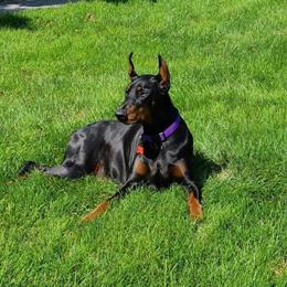 AKC Doberman Puppies Available Mid May 2026 in Clarkston, mi