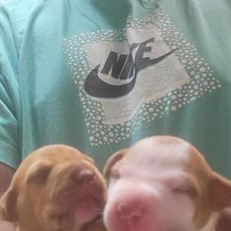 American Pit Bull Terriers Available for Responsible Homes in Merrillville, in