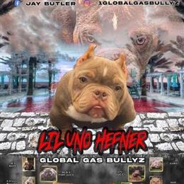 Female Micro Bully Available for Breeding in Saginaw, mi