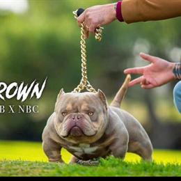 American Bully Pups - ABR Registered, Almost 5 Months Old in Saginaw, mi