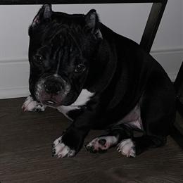 Female Bulldogs for Sale in Cape Coral, fl
