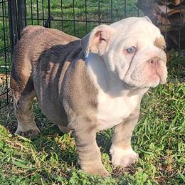American Bully Penny - AKC Registered Female Available in Nashville, nc