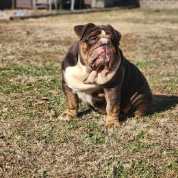 American Bully Stud Service - MR.GOODBAR in Nashville, nc