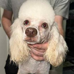 Female Chocolate Merle Poodle for Adoption in Winston-Salem, nc
