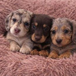 Miniature Dachshund Puppies Available in Kent, oh