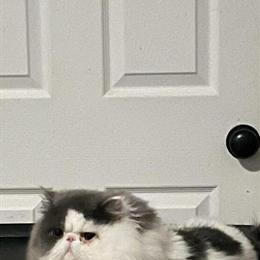 Persian Kittens Available from Champion Bloodlines in Middleboro, ma