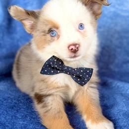 Toy Australian Shepherds Available in Orlando, fl