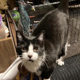 Affectionate Domestic Shorthair Cat Clover Looking for a Home in Roseville, mi