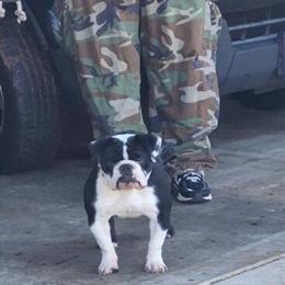 8.5 Month Olde English Bulldogge for Adoption in McDonough, ga
