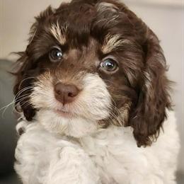 Cockapoo Puppies - Hypoallergenic and Nonshedding in Marlette, mi