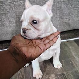 French Bulldog puppies available now in Burlington, nc