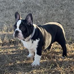 French Bulldog for Adoption in Brandon, fl