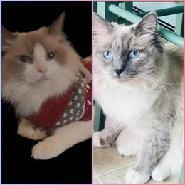 Ragdoll Kittens Expected May 2026 in Lancaster, pa