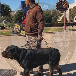 Rottweiler Puppies with Strong German Bloodlines Available in Dallas, tx