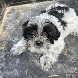 Male Shorkie Puppies Available in Quincy, mi