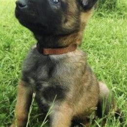 Belgian Malinois Puppy - 4 Months - UTD Shots - $1200 in Minneapolis, mn