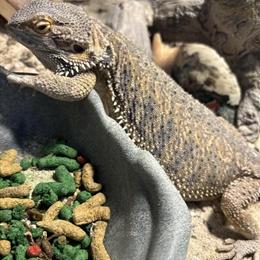 Bearded Dragon for Sale with Terrarium and Food in Hialeah, fl