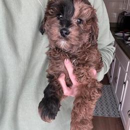 Mini Goldendoodle Chai - Unique Color and Friendly in Milwaukee, wi