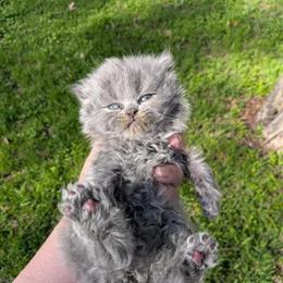 British Longhair Kittens Available with Vaccinations in Dallas, tx