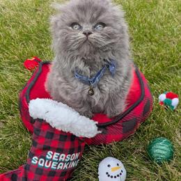 Scottish Fold Kittens Available in Dallas, Texas in Dallas, tx