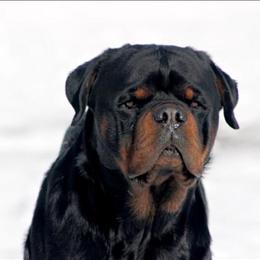 Rottweiler Stud Champion Lex Vom Hause Edelstein Son Available for Breeding in Pembroke, nc