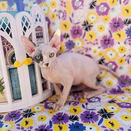 Bicolor Cream Sphynx Kitten Available for Reservation in Indianapolis, in