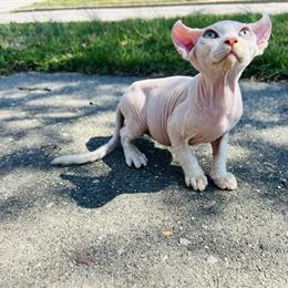 Sphynx Elf Boy Ready This Week in Indianapolis, in