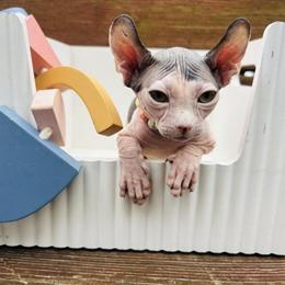Sphynx Kitten - Bi Color Elf Girl Available for Deposit in Indianapolis, in