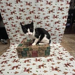 Sphynx Kitten Boy Ready at 12 Weeks in Indianapolis, in