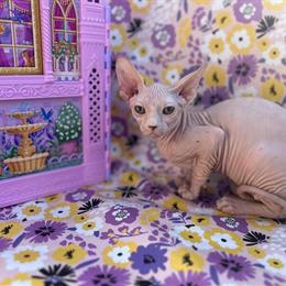 Sphynx Boy with Blue Eyes Ready for Adoption in Indianapolis, in