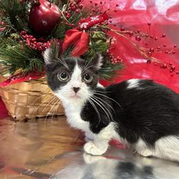 Sphynx F2 Dwelf Male Kitten for Adoption in Indianapolis, in