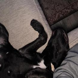 Male Cane Corso Puppy Available in Zanesville, oh