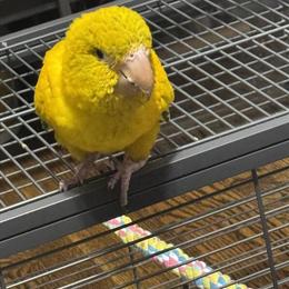 Golden Conure - Male, 5 Months Old, Friendly in Orland Park, il