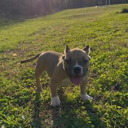 Contact Biggbosskennel for available puppies in Charlotte, nc