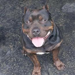 Trindle Pocket Male for Sale in Newport News, va